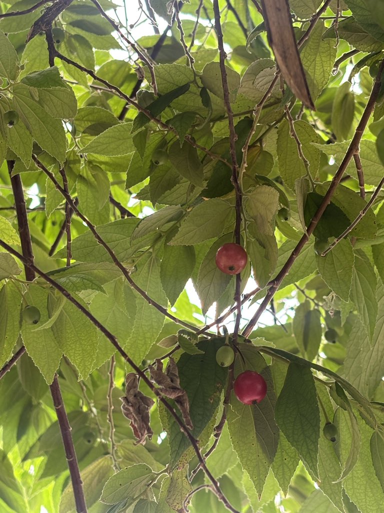 M a s w i k 🇵🇸 tweet media