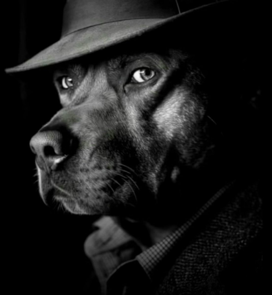 Hawk Tuuli tweet media