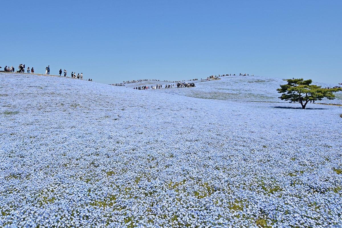 ココロに残るイベント図鑑 tweet media
