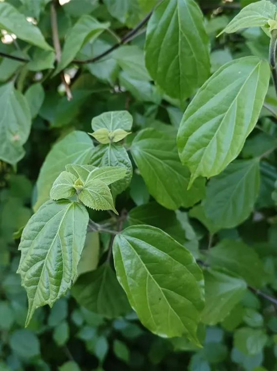 abraham lopez garcia tweet media