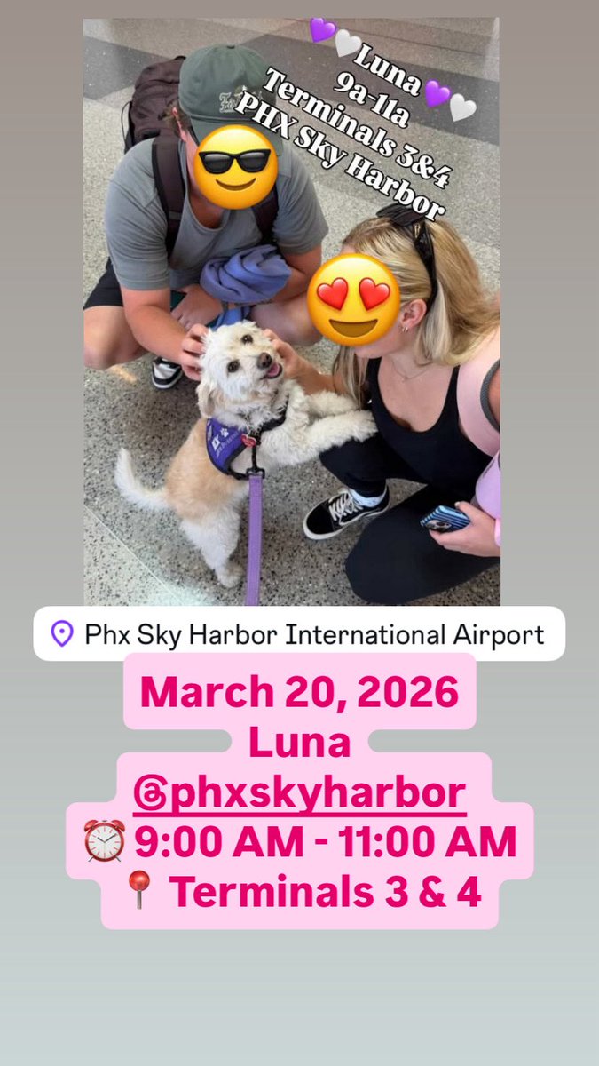 Airport Therapy Dogs tweet media