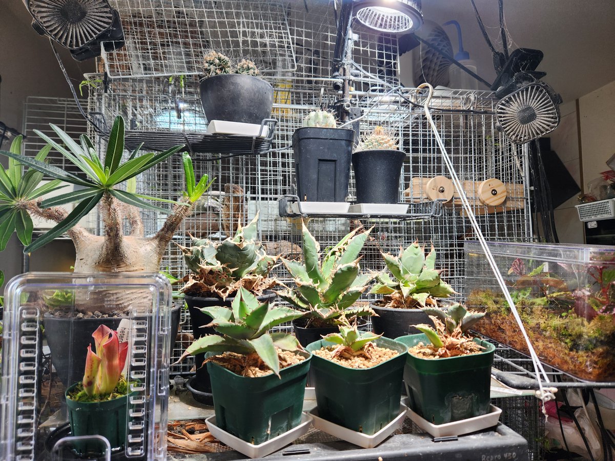 NtgD13's tweet photo. ラビシアは第1ビオトープ、ナスは第２ビオトープ、ヘリアンフォラは第0ビオトープに植えてみた。 https://t.co/z4WgqPTPae