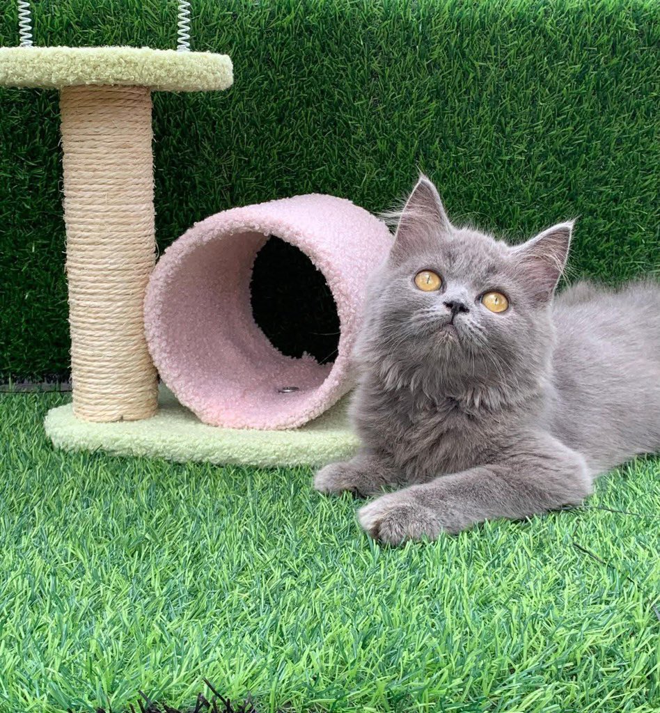 Delphine Rose tweet media