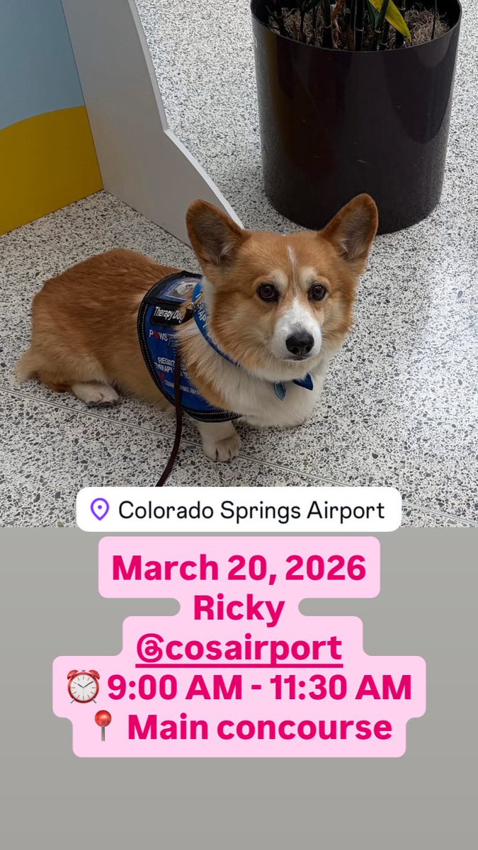 Airport Therapy Dogs tweet media