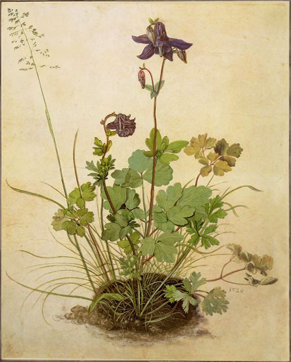 Альбрехт Дюрер.

"Цветок водосбор", 1526 г.
Акварель. Бумага.