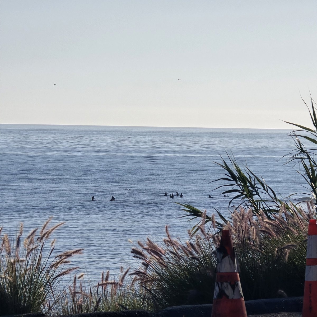 🐝 Carol Walsh ^Monterey Bay^ tweet media