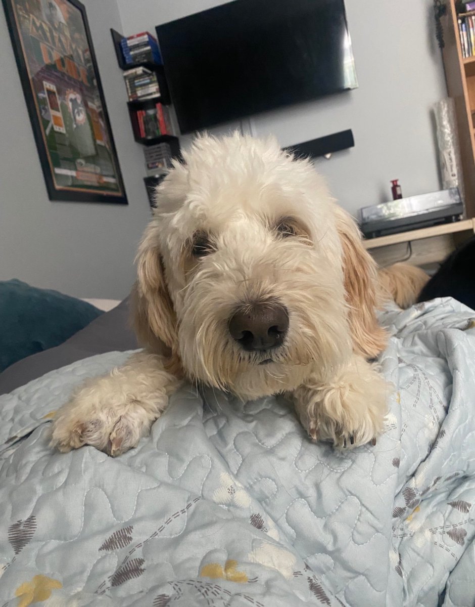 it's very odd when your pet that was there the Whole Time passes away because they were there the Whole Time. rest in peace my very kind and wonderful layla dog