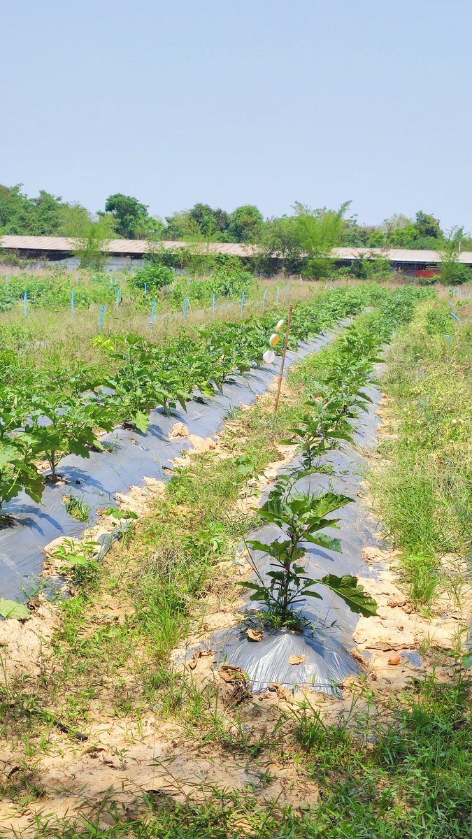 AunvA Thepnakhone tweet media