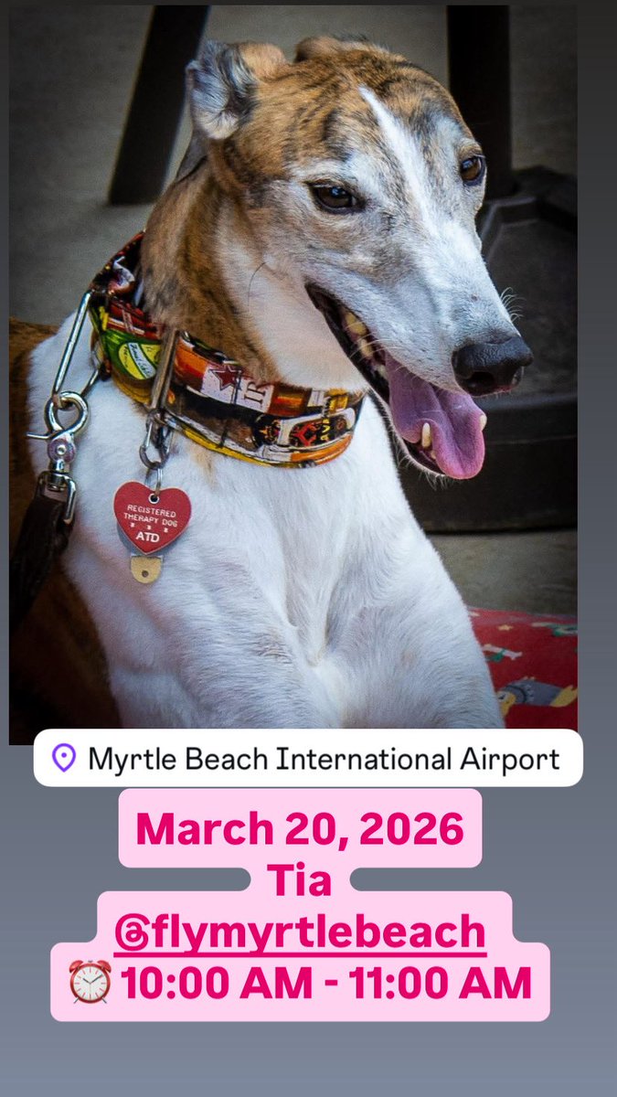 Airport Therapy Dogs tweet media
