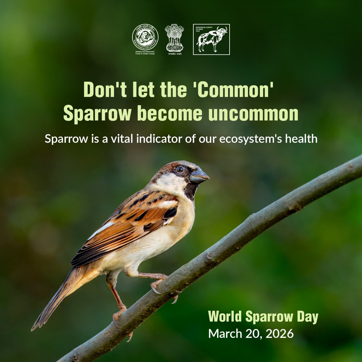 Zoological Survey of India tweet media