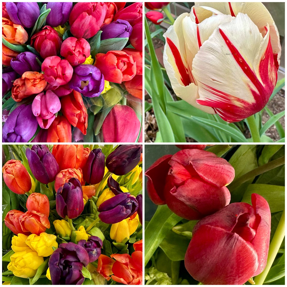 Aimée 2 tweet media