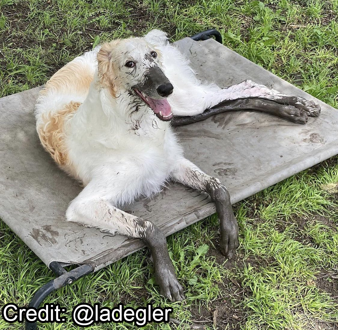 Borzoibot tweet media