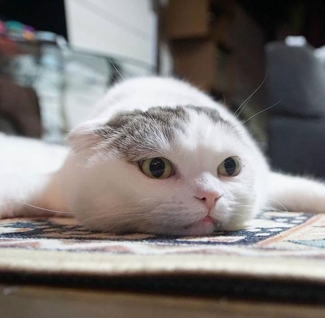 Sanjay daga tweet media