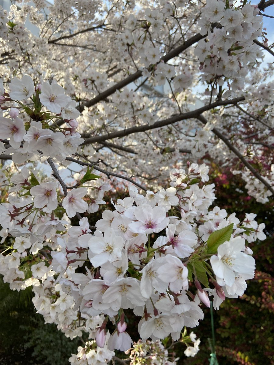 【就業技術科】まだまだ寒さの残るこの頃ですが、学校周辺は少しずつ春の準備をしています。新入生をお迎えする準備も始めています。写真は昨年の４月の様子です。