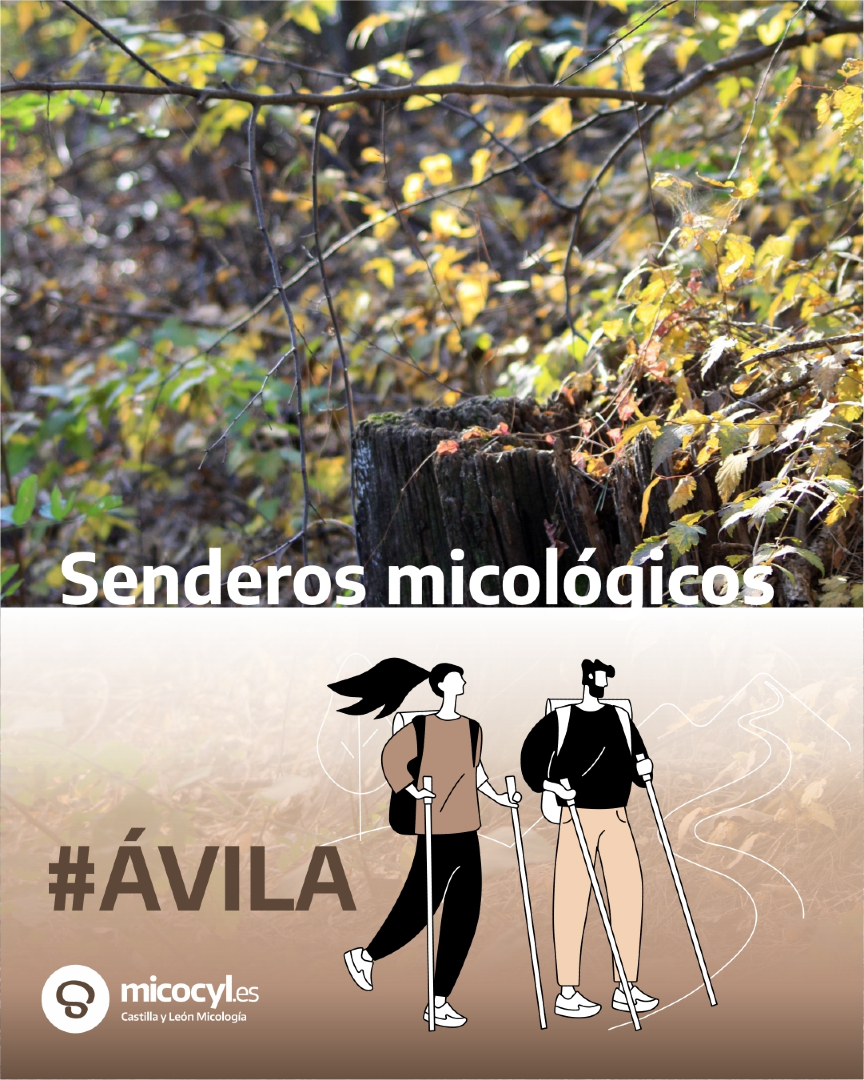 Programa Micocyl tweet media