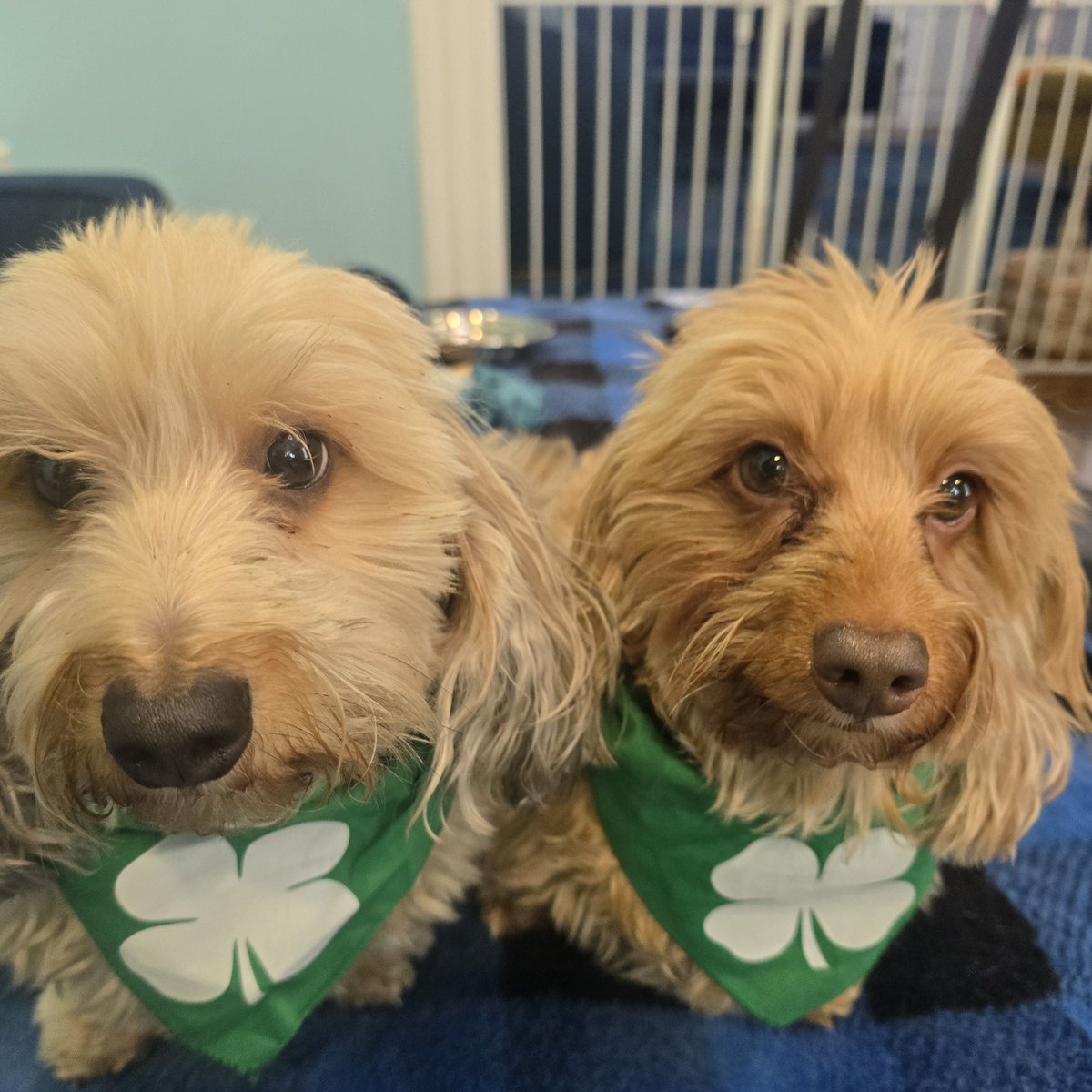 PattyGator 🐊 tweet media