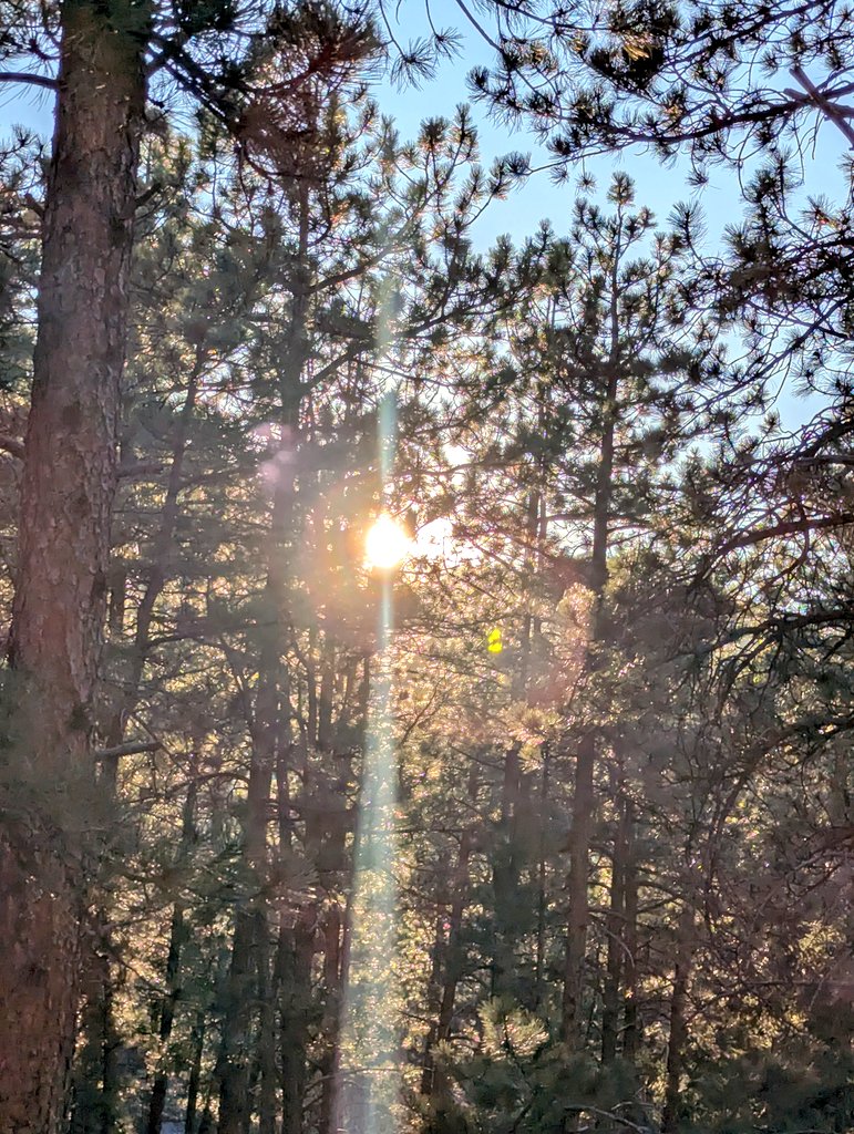 Forest Mommy🌲🗡💪🏹🌲🌲 tweet media