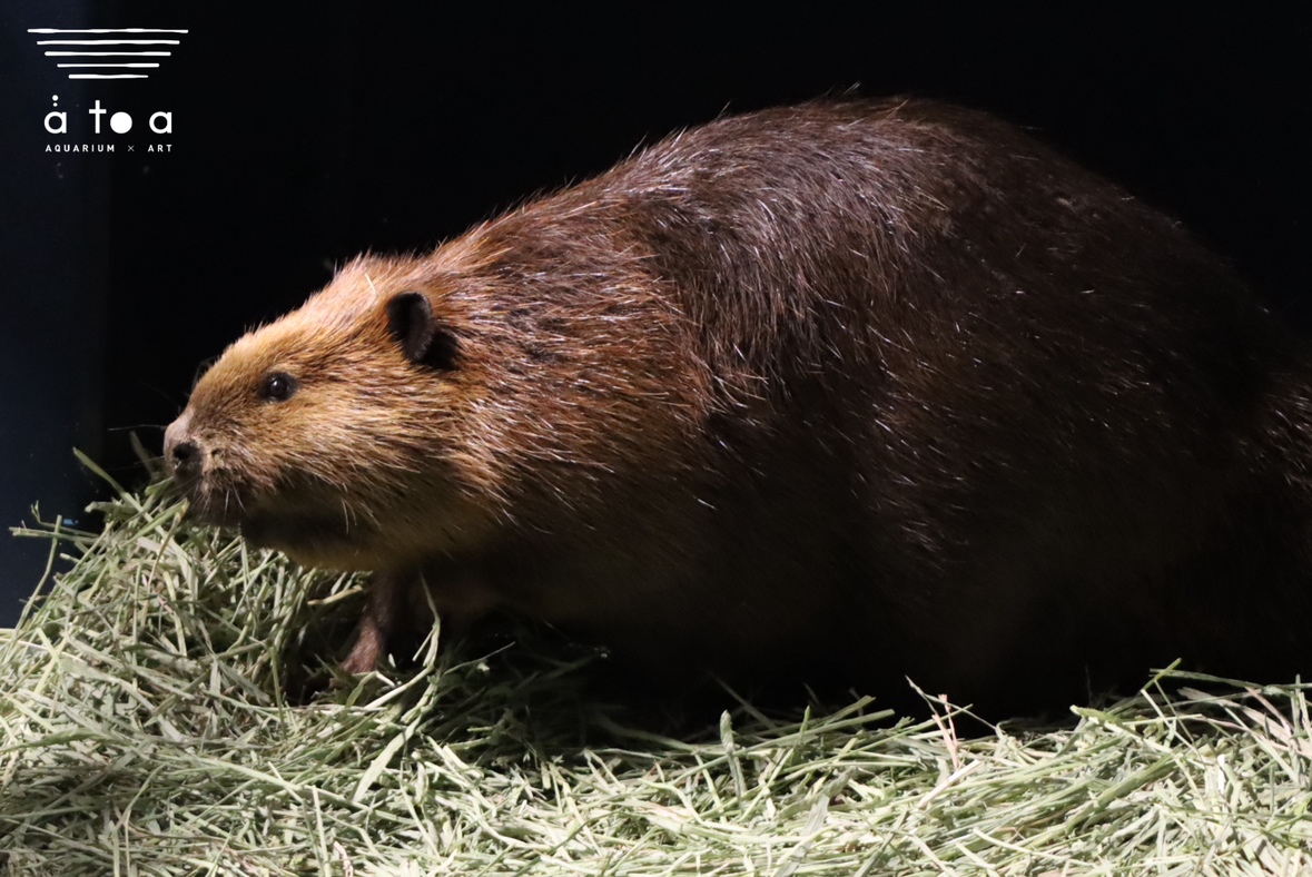 atoa_kobe's tweet photo. 🌱新しい仲間がやってきました！

高知県立のいち動物公園生まれ
#アメリカビーバー のオス『ジャム』です🦫✨
現在、アトアで飼育している「マン」の弟！

高知から約5時間かけて神戸へ。
無事に到着しています😌

現在は検疫のためバックヤードで飼育中。
公開やマンとの再会は、様子を見ながら実施予定です。

予告なく公開がスタートする可能性もありますので、あたたかく見守っていただけると嬉しいです✨
▶️https://t.co/aii8yX5uc6
#アトア　#のいち動物公園