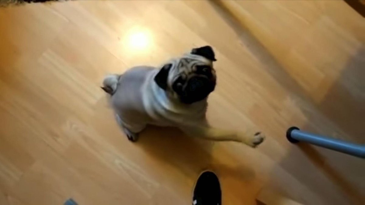 BritishKnight tweet media