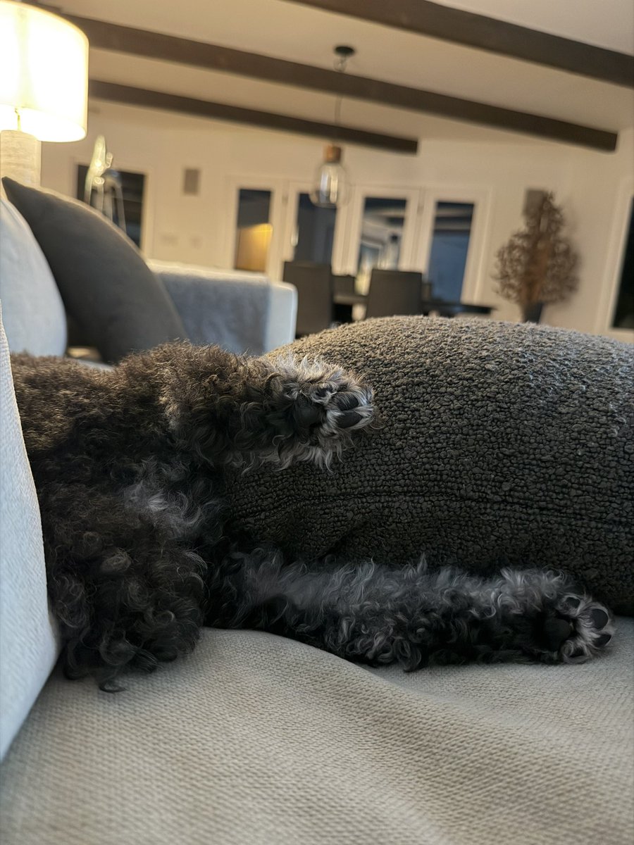 Allegra Jacchia tweet media