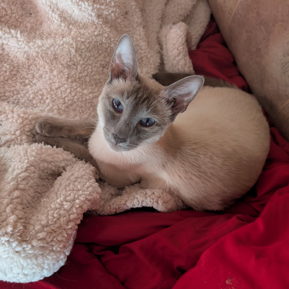 Really_Bad_At_Names, Good at Science🦎 tweet media