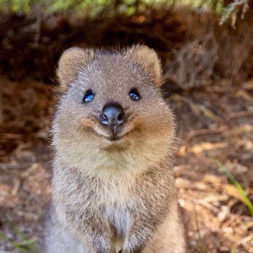 eli イーライ ⋆⭒˚.⋆ in aus! tweet media