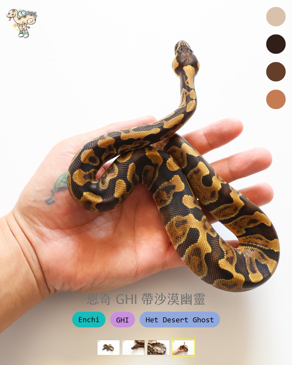 如果把暗色系基因做進DG是你的目標，這位你可不能錯過
(官網遊蕩中)
#pet #ballpython #reptiles #寵物 #球蟒 #爬蟲