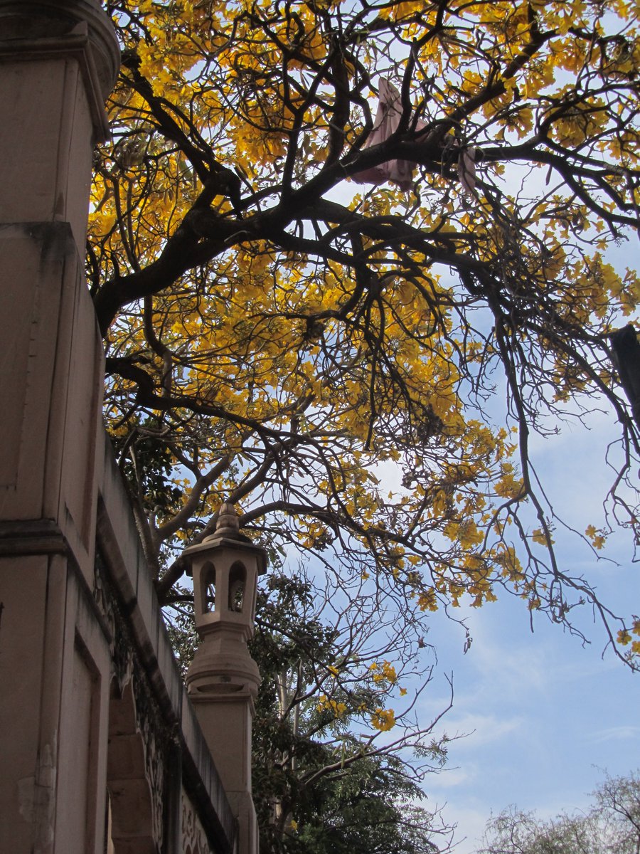 sassy tharoor tweet media