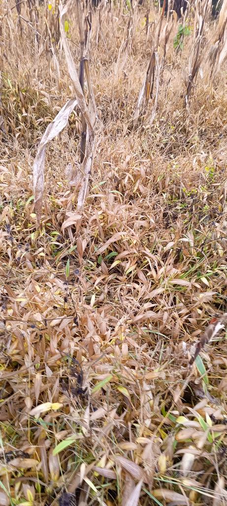 Tangwa Abilu.🌿🌏🌾🍀🍃.SDG's. tweet media