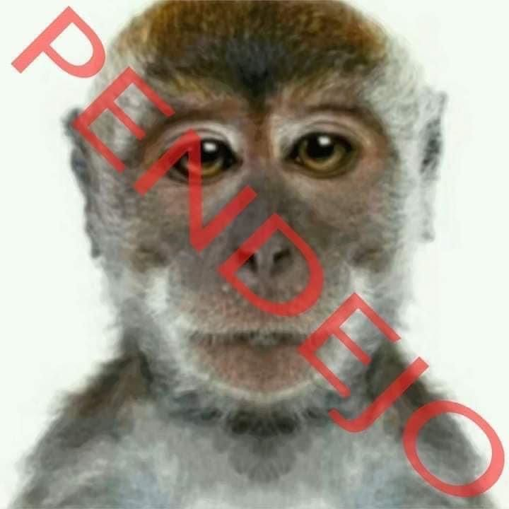 IsManuPlay tweet media