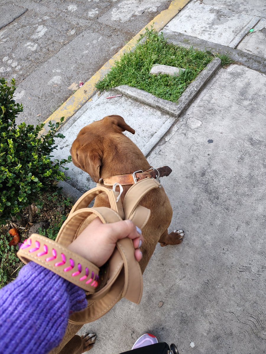 pasaudiitz_ela's tweet photo. Caminata con Rasha 💞 https://t.co/xossxWypW9