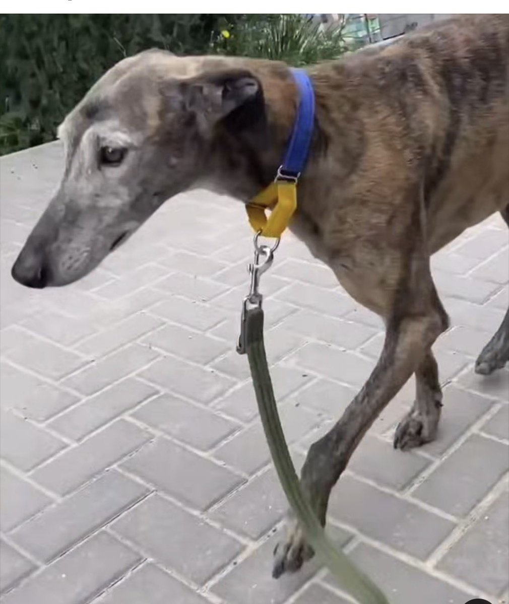 Galgos del Sol tweet media