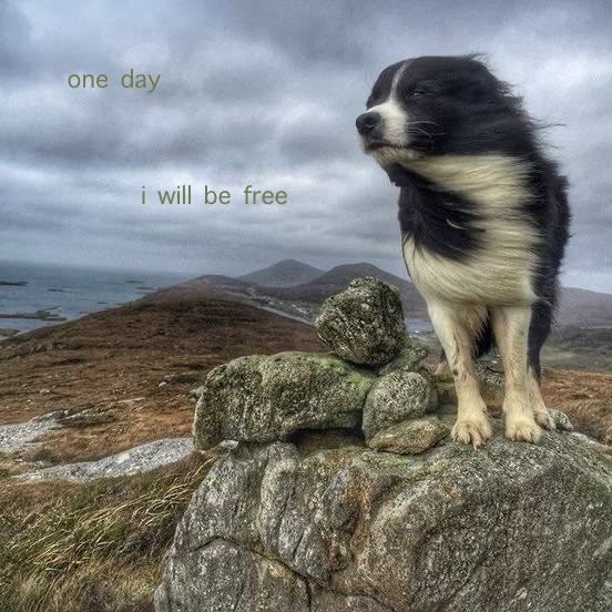 caninepoetry tweet media