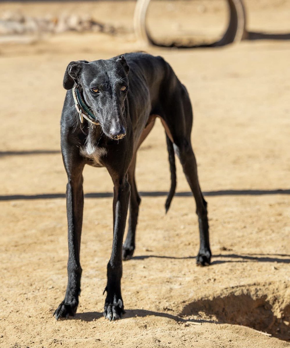 Galgos del Sol tweet media