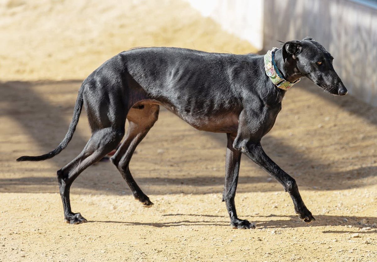 Galgos del Sol tweet media