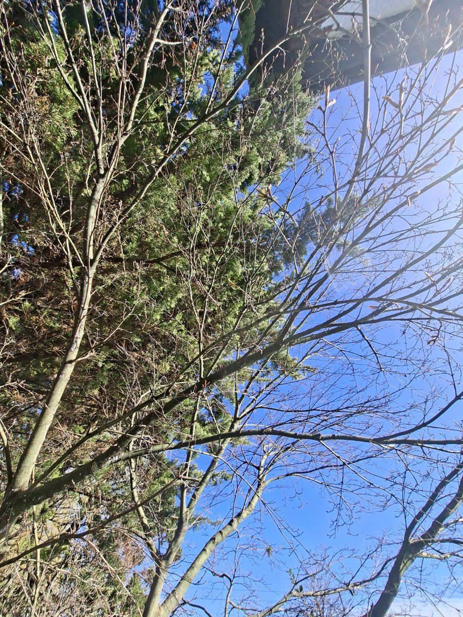 Iceview Nine tweet media