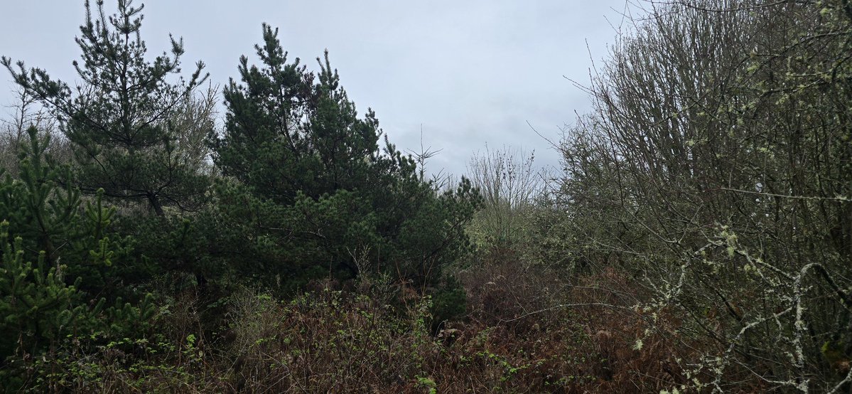 Dirty Lowdown Rabble. tweet media