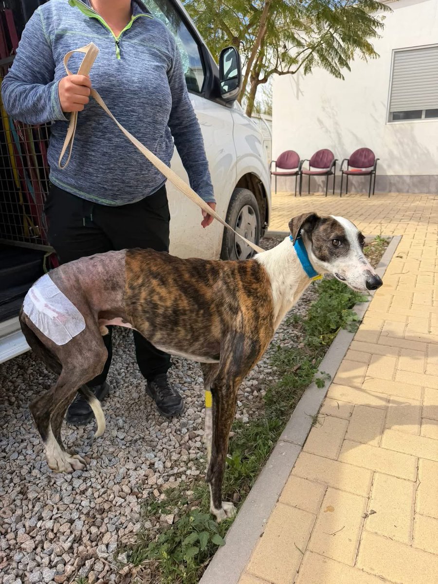 Galgos del Sol tweet media