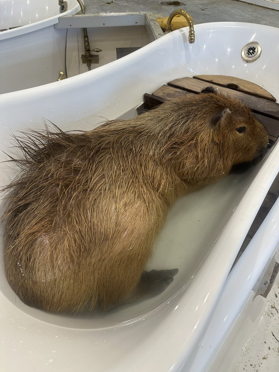 昨日のアニタッチみなとみらい
カピ友さんと楽しみました😆
 #カピバラ
 #capybara