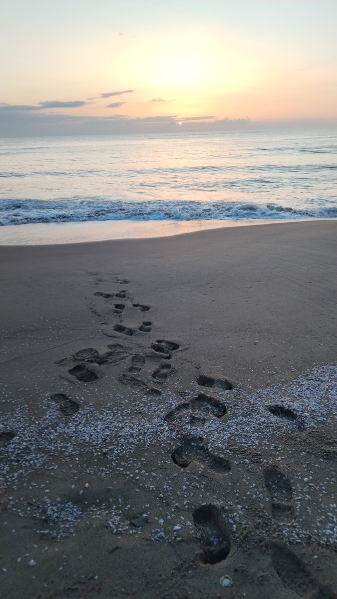 ghirigoro rogighiro  tweet media