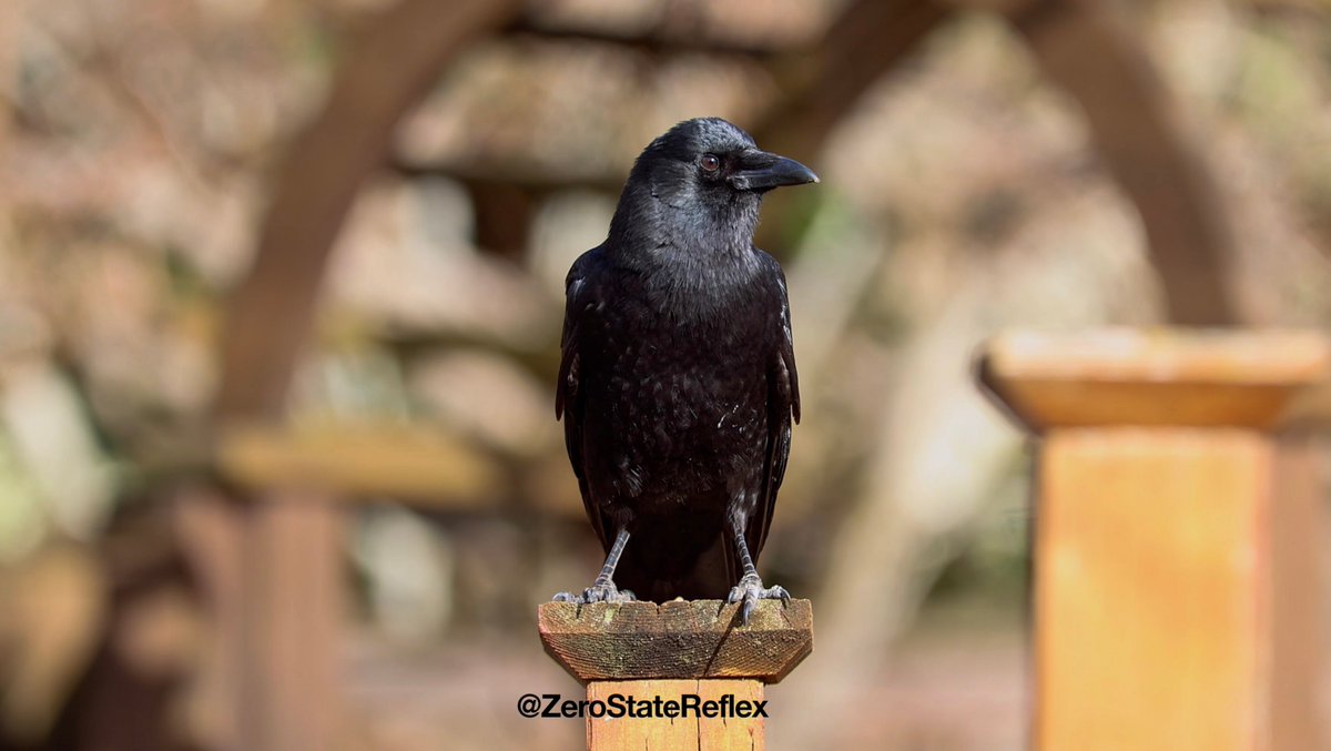 Zero State Reflex tweet media