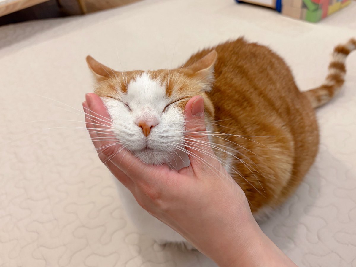 はなぼくろ きなこ tweet media