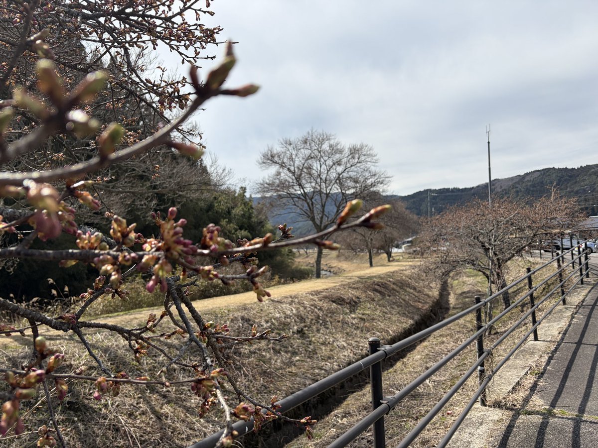 愛知県北設楽郡の道の駅なぐらの桜並木はまだまだ蕾です。