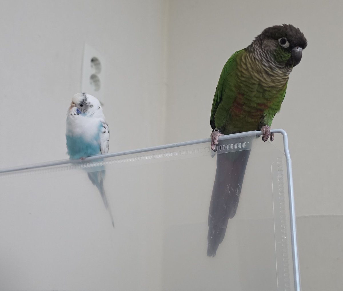 사고치는 다섯마리 tweet media