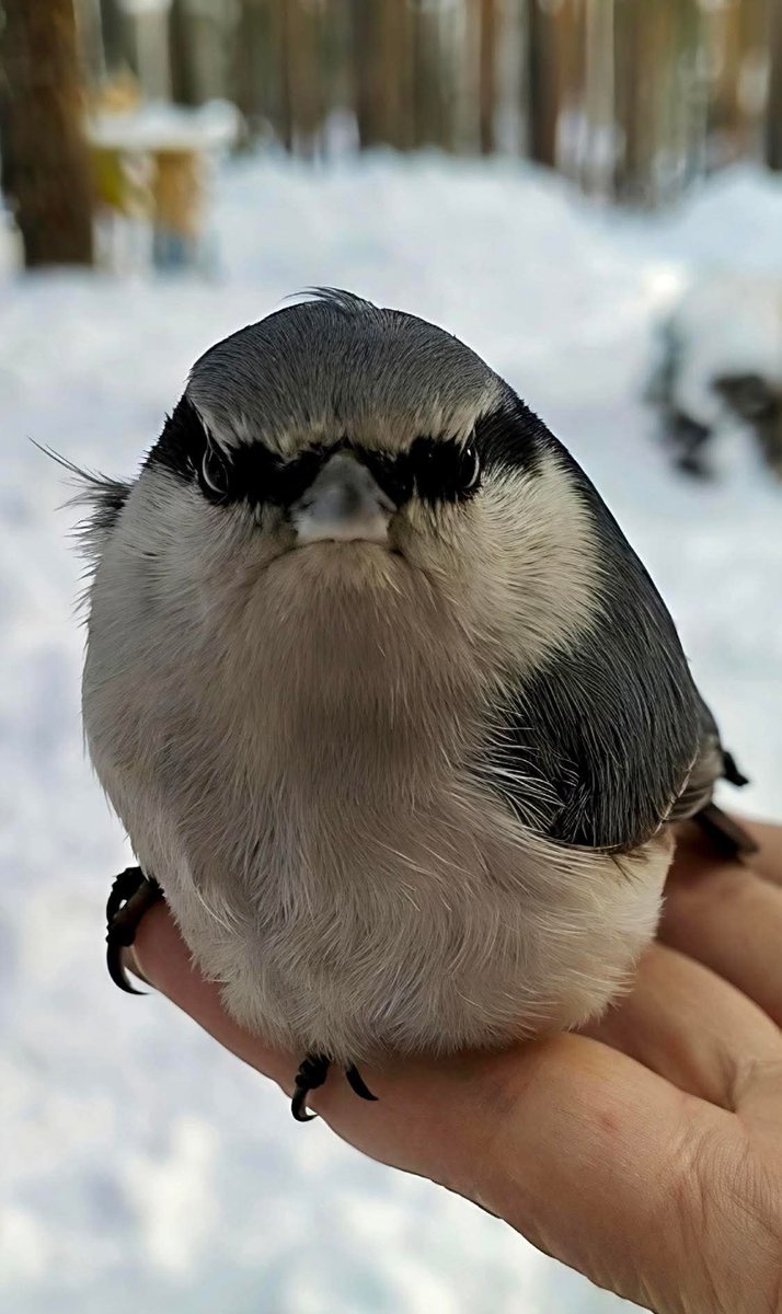 А вот и Счастье привалило tweet media