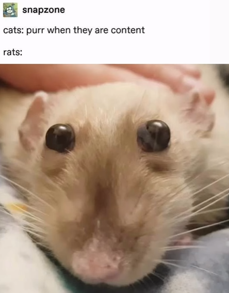 Shitpost 2077 tweet media