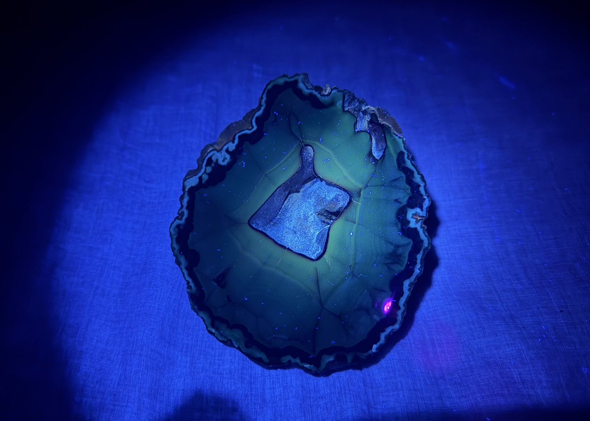 グンマー tweet media