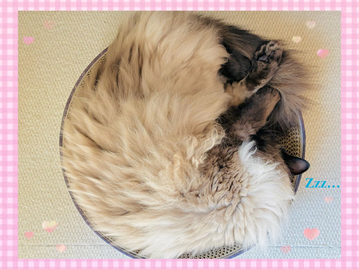 SIAMDOLL tweet media