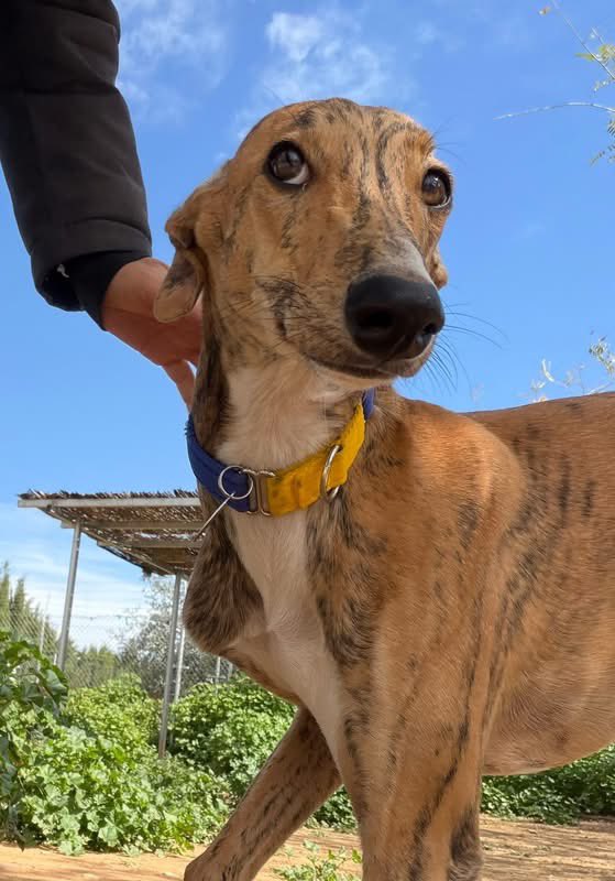 Galgos del Sol tweet media