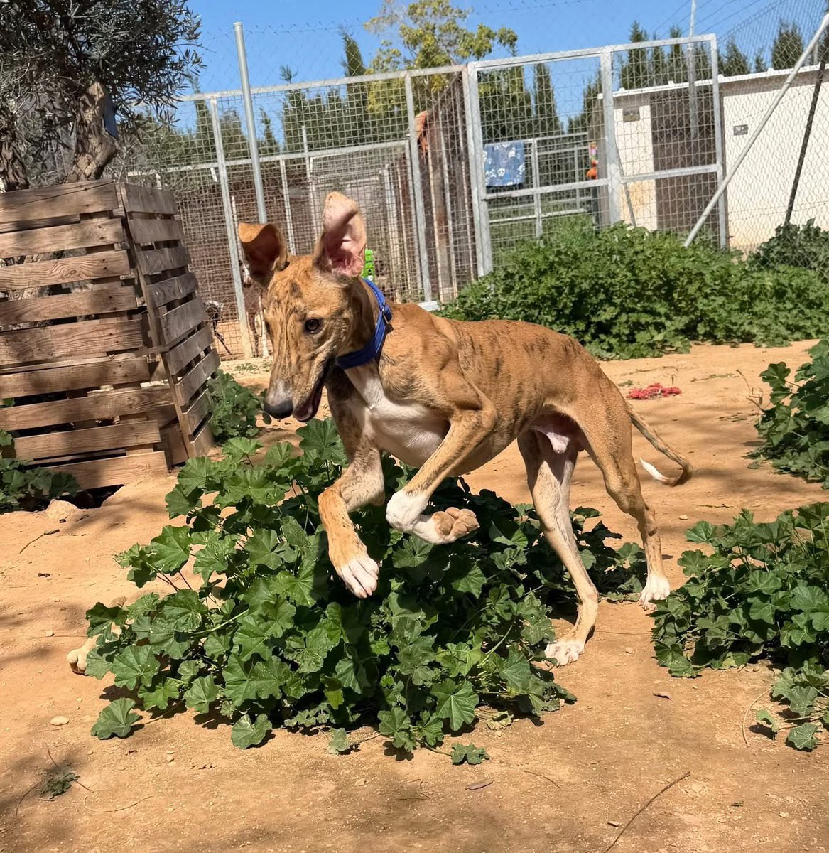 Galgos del Sol tweet media